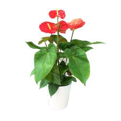 Anthurium rouge