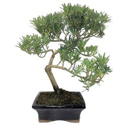 Bonsaï Podocarpus pot 14 ou 15cm hauteur 35cm