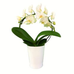 Phalaenopsis blanc "ring"