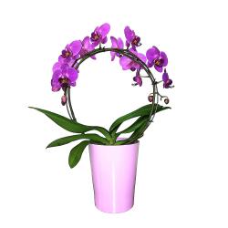 Phalaenopsis rose "ring"