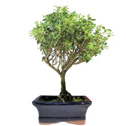 Bonsaï Serissa pot 15cm hauteur 30cm