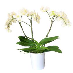 Phalaenopsis blanc "Theatro"