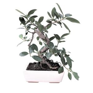 Bonsaï Ficus Taïwan pot 18cm hauteur 35cm