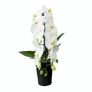 Phalaenopsis blanc "Formidablo"