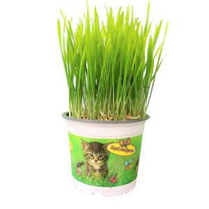 Herbe à chat